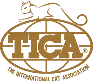 Fine British Shorthair Kittens